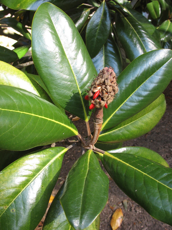 Buy Magnolia grandiflora Southern Magnolia Seeds Online in USA