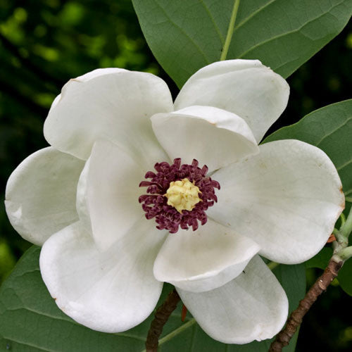 Magnolia sieboldii: Oyama Magnolia Seeds