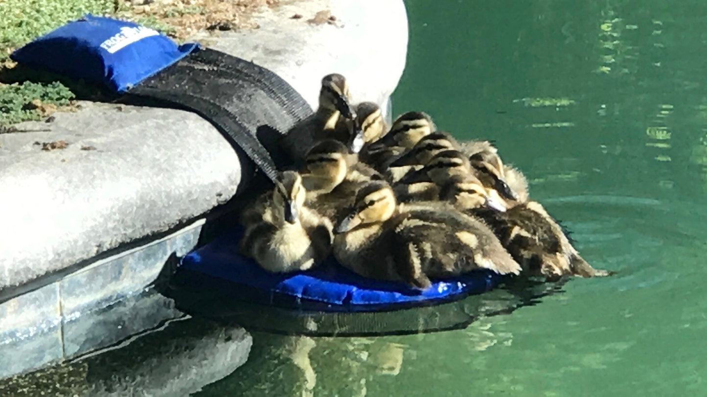 Frog Log Critter Escape Ramp