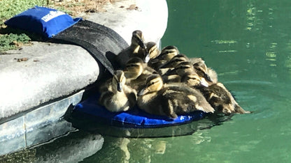 Frog Log Critter Escape Ramp