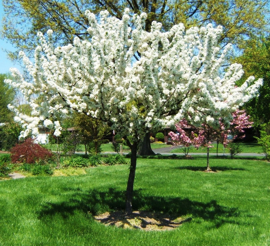 Malus X zumi 'Calocarpa': Red Bud Crabapple Seeds