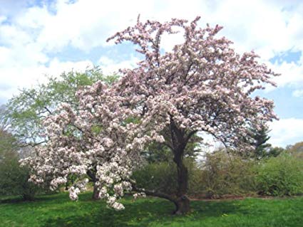 Malus hupehensis: Tea Crab Seeds