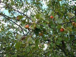 Malus sylvestris: French Crabapple Seeds