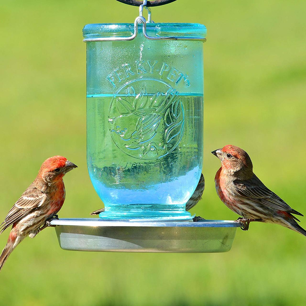 Mason Jar Wild Bird Waterer