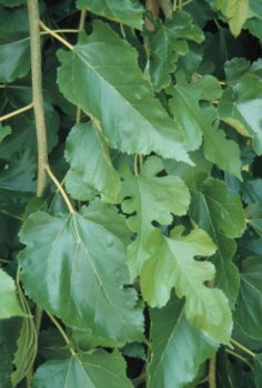 Morus alba: White Mulberry Seeds