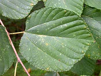 Morus rubra: Red or American Mulberry Seeds