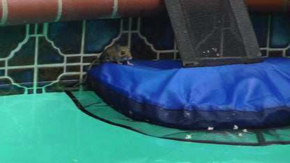 Frog Log Critter Escape Ramp