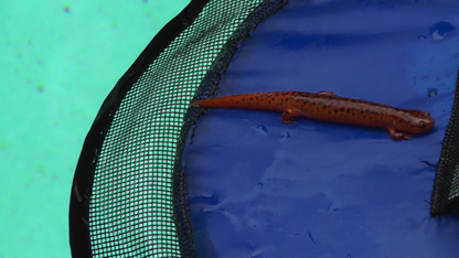 Frog Log Critter Escape Ramp