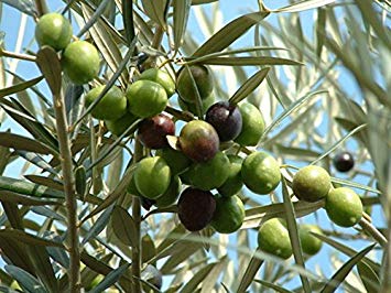 Olea europaea: Common Edible Olive Seeds
