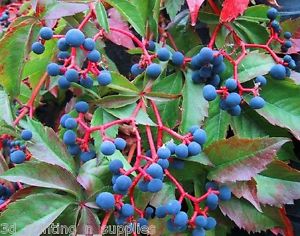 Parthenocissus quinquefolia: Virginia Creeper Seeds