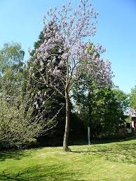 Paulownia fortunei: Foxglove Tree Seeds