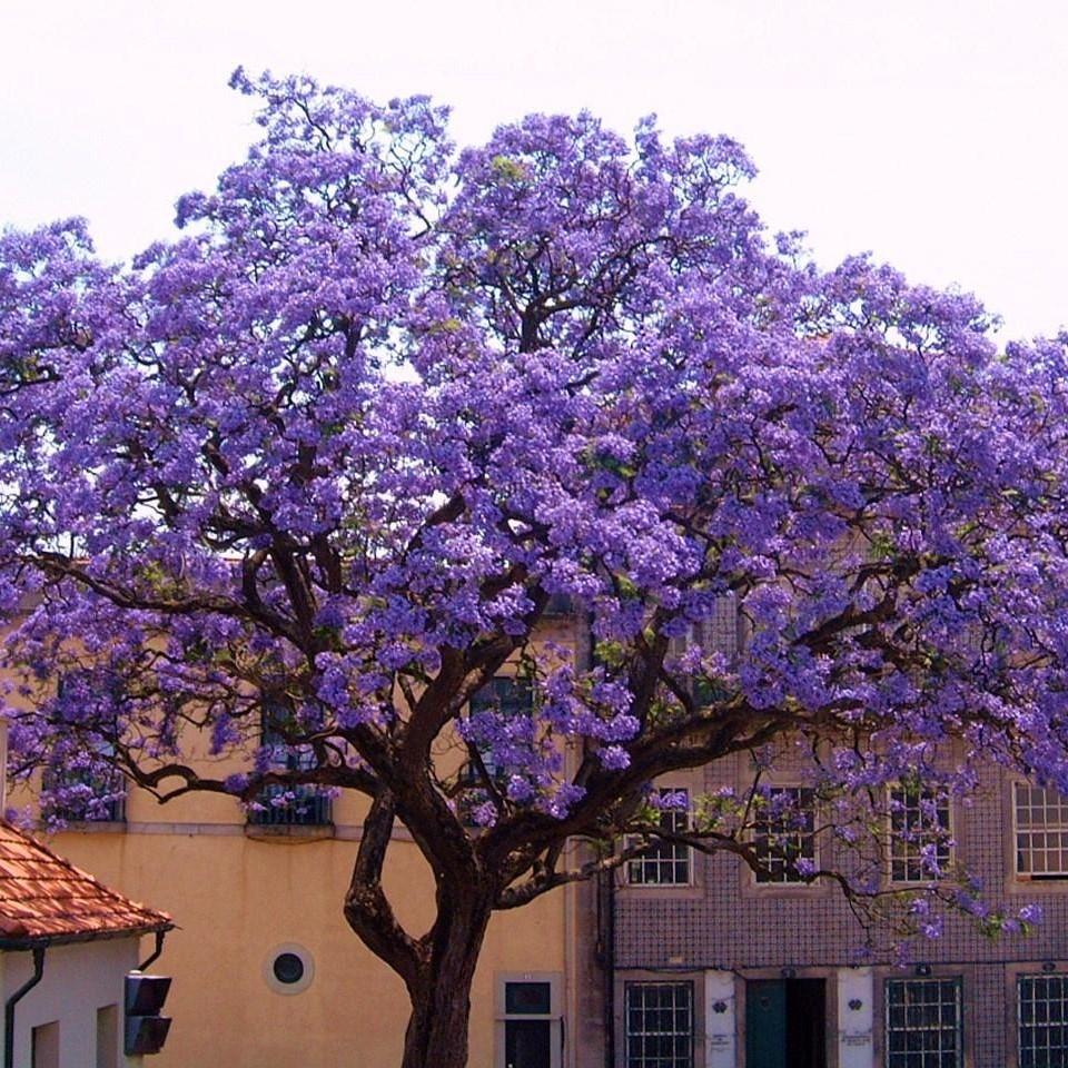 Buy Paulownia tomentosa: Empress Tree Seeds Online in USA, Paulownia ...
