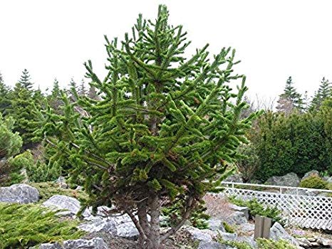 Pinus aristata: Bristlecone Pine Seeds