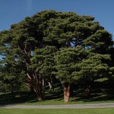 Pinus densiflora: Japanese Red Pine Seeds
