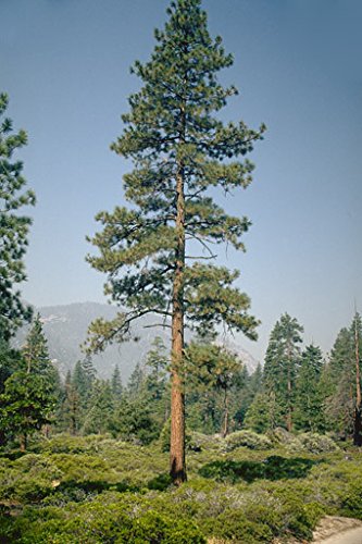 Pinus jeffreyi: Jeffrey Pine Seeds