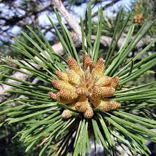 Pinus nigra: Austrian Pine Seeds