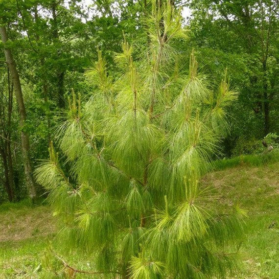 TreeHelp Pinus patula Mexican Pine Seeds