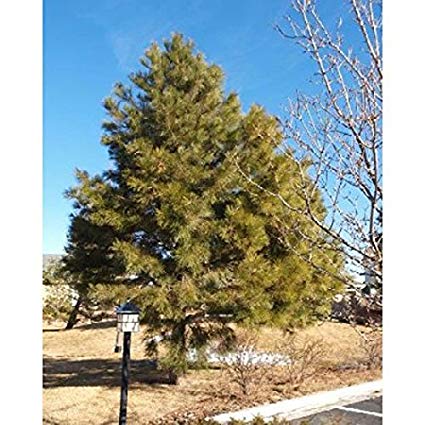 Pinus ponderosa: Ponderosa Pine Seeds
