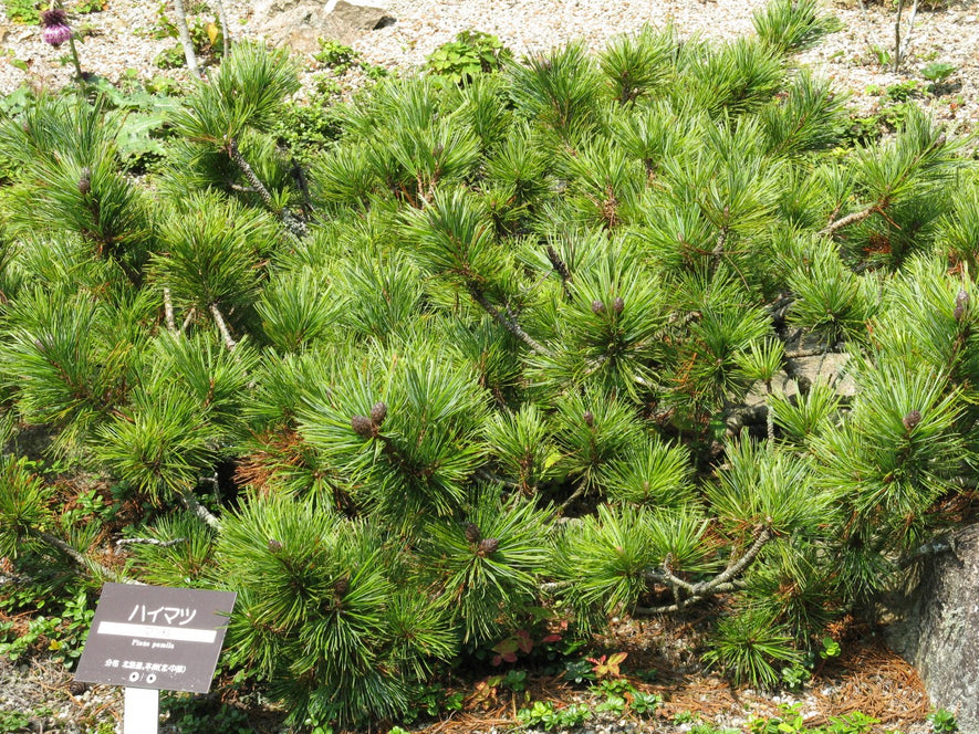 Pinus pumila: Japanese Stone Pine Seeds