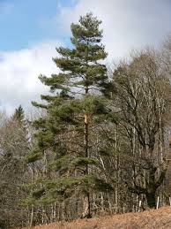 Pinus sylvestris: Scots Pine Seeds