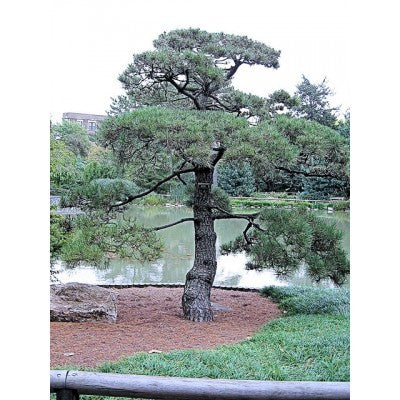 Pinus thunbergiana: Japanese Black Pine Seeds