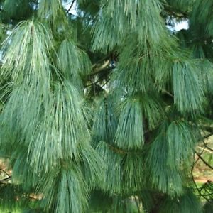 Pinus wallichiana: Himalayan White Pine Seeds