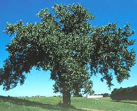 Populus deltoides: Eastern Cottonwood Seeds