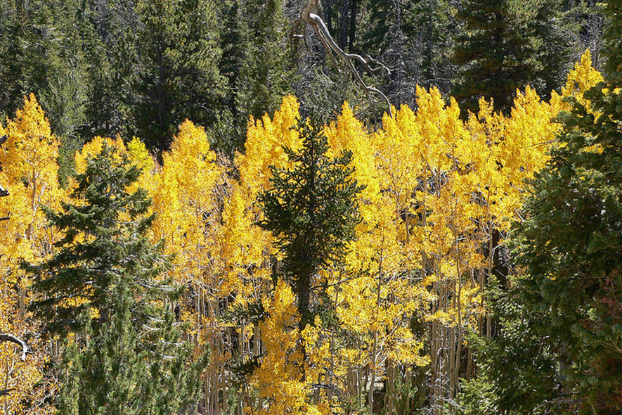 Populus tremuloides: Quaking Aspen Seeds