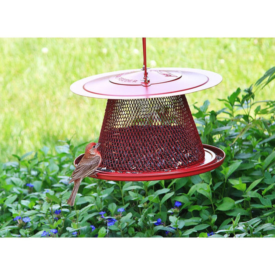No/No Red Cardinal Bird Feeder - All Metal, Holds 2.5 Lbs Seed, Feeds 15+ Birds | Squirrel Resistant, Dishwasher Safe
