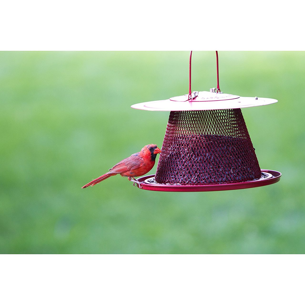Red Cardinal Bird Feeder