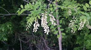 Robinia pseudoacacia: Black Locust Seeds