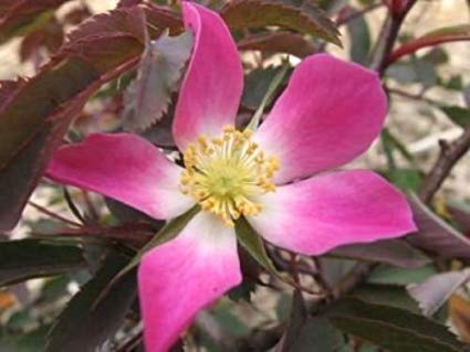 Rosa Rubrifolia 'Glauca': Red Leaf Rose Seeds