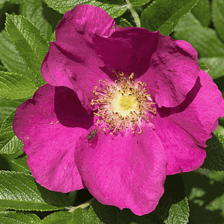 Rosa arkansana: Prairie Rose Seeds
