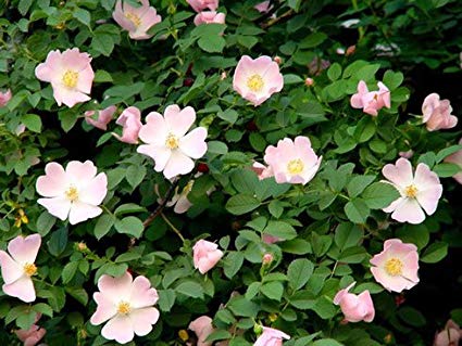 Rosa canina: Dog Rose Seeds