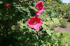 Rosa moyesii: Moyes Rose Seeds