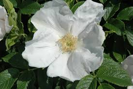 Rosa rugosa 'Alba': White Rugosa Rose