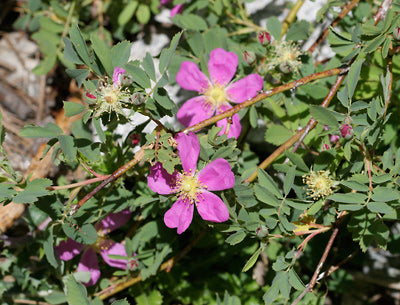 Rosa woodsii: Wood's Rose Seeds