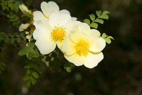 Rosa xanthina: Manchu Rose Seeds