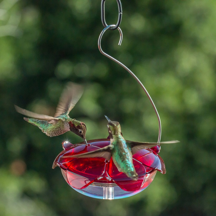 Ruby Sipper Hanging Hummingbird Feeder
