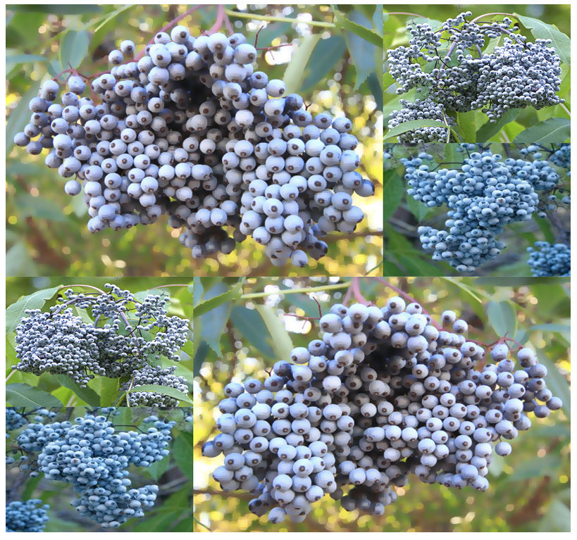 Sambucus caerulea: Blue Elderberry Seeds