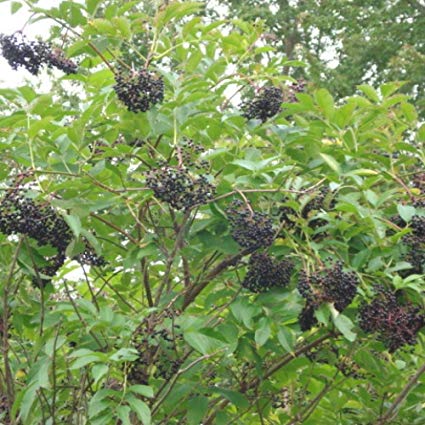 Sambucus canadensis: American Elderberry Seeds