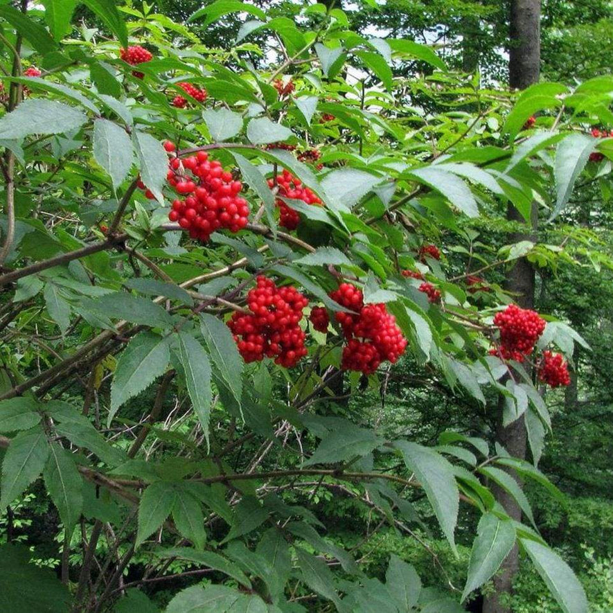 Sambucus racemosa: European Red Elderberry Seeds