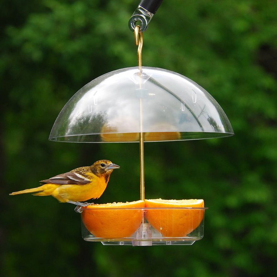 Seed Saver Domed Bird Feeder