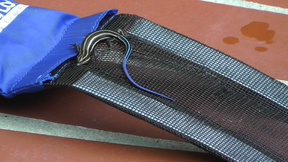 Frog Log Critter Escape Ramp