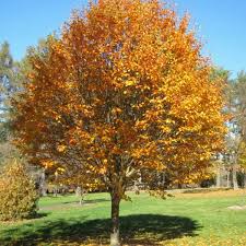 Sorbus alnifolia: Korean Mountain Ash Seeds