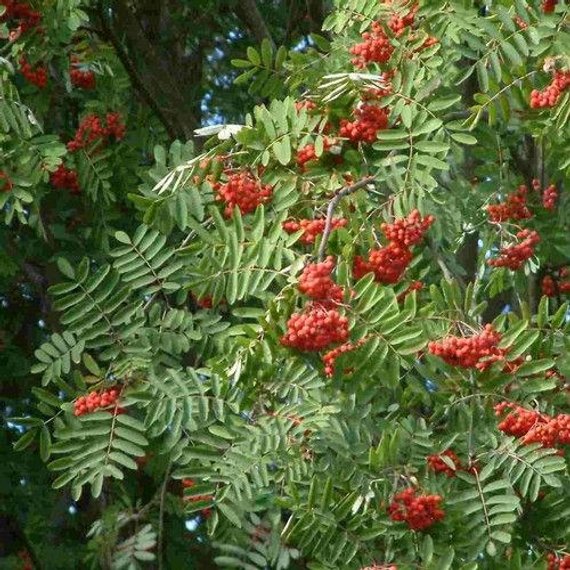 Sorbus aucuparia: European Mountain Ash Seeds