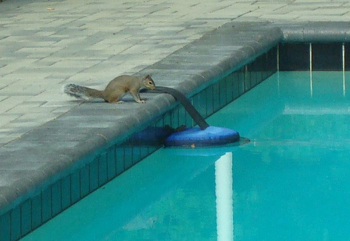 Frog Log Critter Escape Ramp