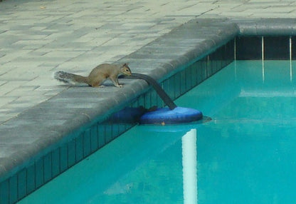 Frog Log Critter Escape Ramp