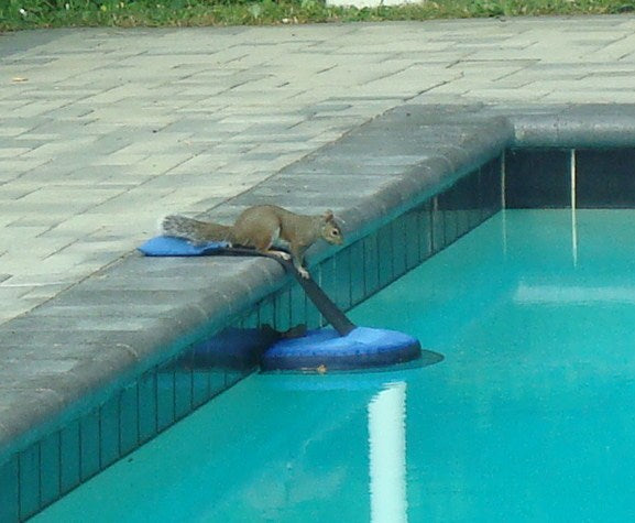 Frog Log Critter Escape Ramp