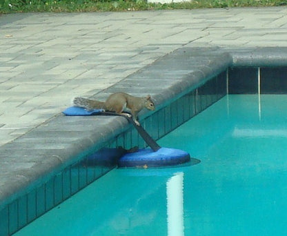 Frog Log Critter Escape Ramp